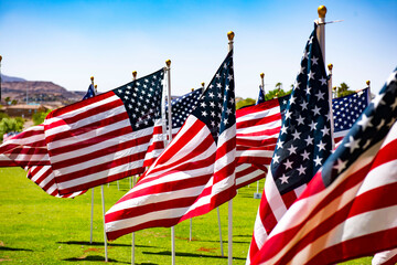 American Flags in Field