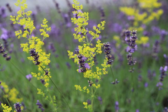 Flowering meadow, Galium verum, lady's bedstraw or yellow bedstraw. Lavender.