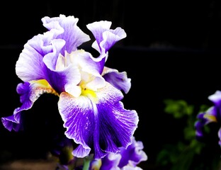 Gently purple iris with a blue tint of delicate petals like butterfly wings, a flower of summer mood in the evening on a dark background.  ecological plant.  Close-up, background image.
