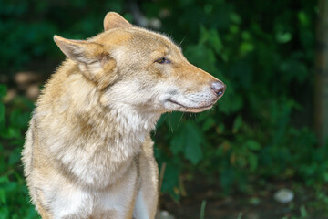 Beautiful young wolf. Predatory wild animal.