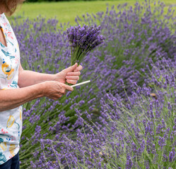 Woman cutting bunch of lavender plants in blossom from a lavender farm