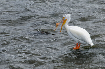 Fototapeta na wymiar Injured American White Pelican on Fox River at De Pere, Wisconsin