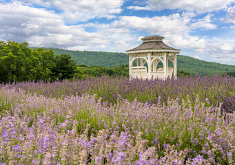 Lavender plants in blossom cultivated in a small farm in Maryland with white gazebo offering shade...