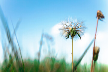 Fototapeta na wymiar A lone dandelion in a field
