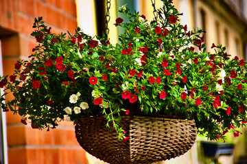 Obraz premium Red Flowers