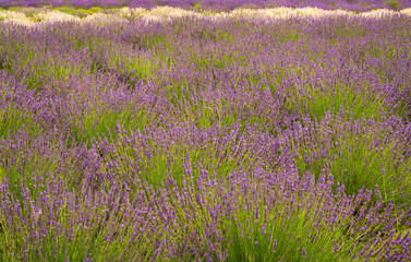 Fototapeta na wymiar Lavender plants in blossom cultivated in a small farm in Maryland