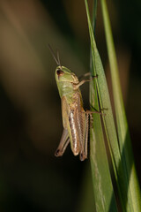 Close-up of a Pseudochorthippus cricket clinging to a blade of grass