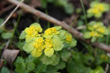Śledziennica skrętolistna, Chrysosplenium alternifolium, alternate-leaved golden-saxifrage