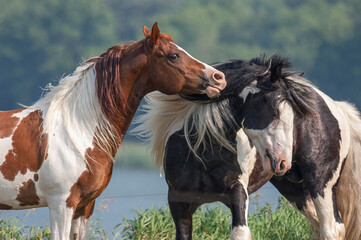 Two stallion horses play together
