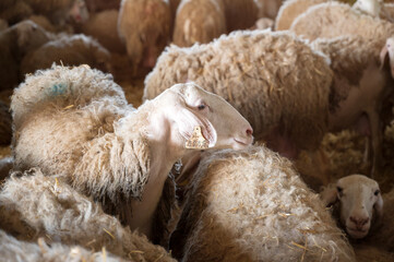 Fototapeta premium Flock of sheep in stable. High quality photography