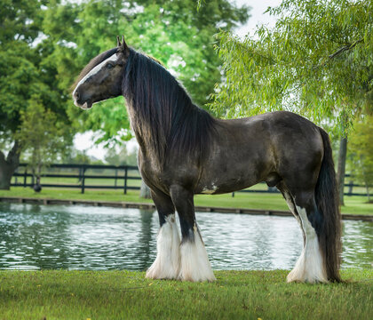 Gypsy Vanner Horse stallion stands by pond
