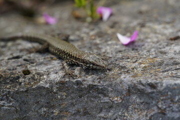 lizard on rock