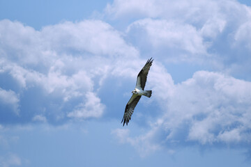 osprey in flight under a blue sky, with clouds