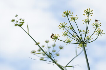 wasp and fly on fennel flowers
