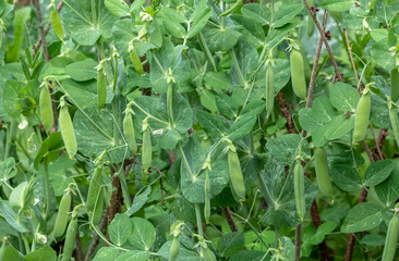 Gartenerbse oder Speiseerbse (Pisum sativum)