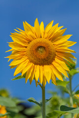 Obraz premium Sonnenblume (Helianthus annuus)
