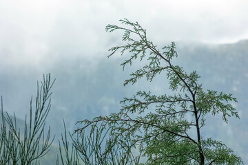 Obraz na płótnie Canvas Madeira nature closeup
