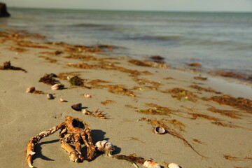 crabshell on the sand