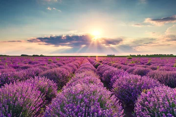Fototapeten Blühende Lavendelfelder in endlosen Reihen. Sonnenuntergang erschossen. © ValentinValkov