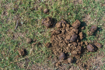 Dry dung of free-running horses on green grass