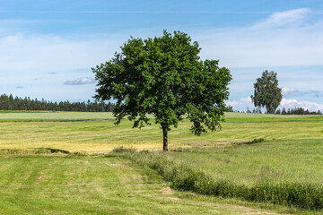 A rural landscape of farmland with trees and fields in upper palatinate, germany, in summer