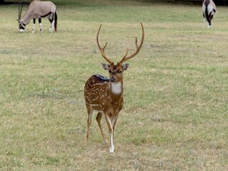 White Tail Buck posing with head held high