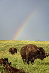 Bison in a field with a rainbow in the background © Craig