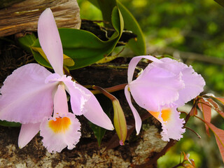 Par de flores de mayo perteneciente a la familia de las orquídeas