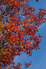 赤く色づいた楓の紅葉