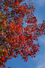 赤く色づいた楓の紅葉