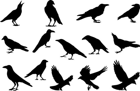 The set of crow silhouette - animal silhouette