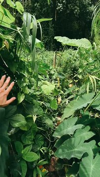 POV, Point Of View Person walking through the jungle, Point Of View, Hand REaching out, Exploring the Jungle, Puerto RIco 