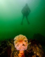 A Young Scuba Diver Approaches a Plurose Anemone in Seattle