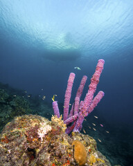 A Dive Boat Over a Coral Reef With Purple Stove-Pipe Sponge in Curacao