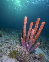 A Stove-Pipe Sponge Under the Sun in Curacao
