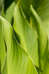 texture of large leaves of a green plant