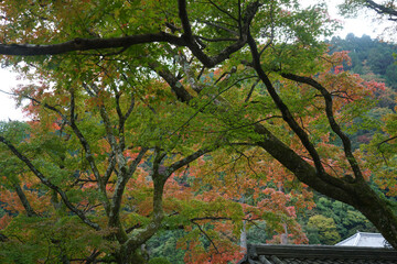 善峯寺境内の風景