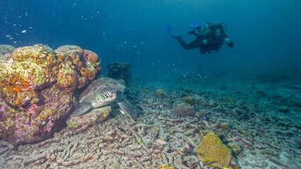A Young Female Scuba Diver Approaches a Green Turtle Resting Under Coral in Curacao
