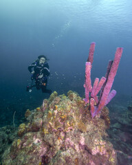 A Young Female Scuba Diver Approaches a Purple Tube Sponge on a Coral Reef in Curacao