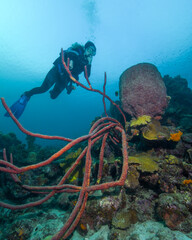 A Young Female Scuba Diver Approaches a Barrel Sponge in Curacao