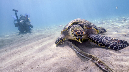 A Young Scuba Diver Approaches a Hawksbill Turtle Feeding On Scraps From Fishermen on Curacao