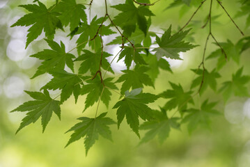 Fototapeta na wymiar Closeup of fresh green Japanese maple leaves, blurred background