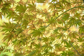 Obraz premium Japanese maple golden green leaves background