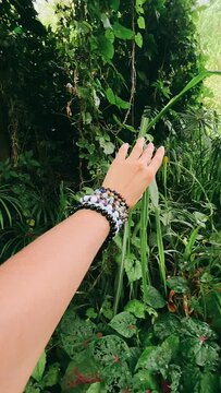 POV, Point Of View Person walking through the jungle, Point Of View, Hand REaching out, Exploring the Jungle, Puerto RIco