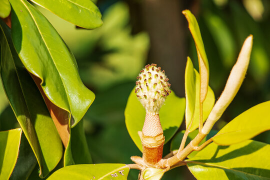 Magnolia Bud Images Browse 709 Stock