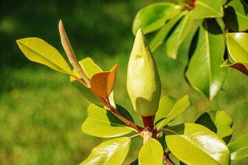 Tree branch with magnolia flowers. Magnolia flower bud in early spring. The beginning of the magnolia bloom. Magnolia tree with young flower buds on a green background