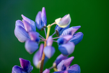 blue iris flower