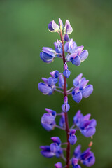 Fototapeta na wymiar close up of a blue flower, norrland, sverige,sweden