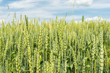 Growing and maturing wheat field. View on fresh ears of young green yellow wheat close-up on a blue sky with clouds background.