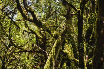 Trees in the old tropical forest